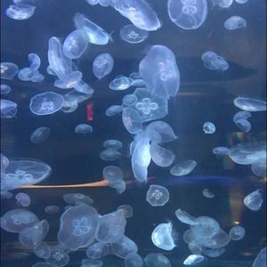 Meet your Posher, Eunice